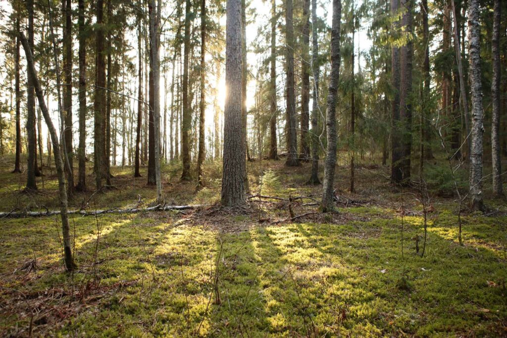 Kuva metsästä, puiden välistä paistaa aurinko.